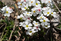 Androsace incana, photograph (c) Jiao Sun (孙娇), some rights reserved (CC BY)