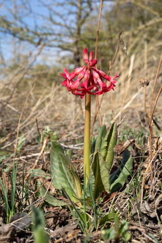 Primula maximowiczii, photograph 2