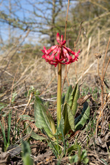 Primula maximowiczii, photograph Jiao Sun (孙娇), CC BY, iNaturalist via GBIF