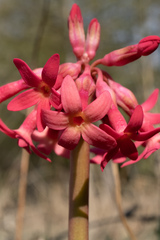 Primula maximowiczii, photograph Jiao Sun (孙娇), CC BY, iNaturalist via GBIF