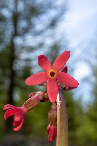 Primula maximowiczii, photograph 4