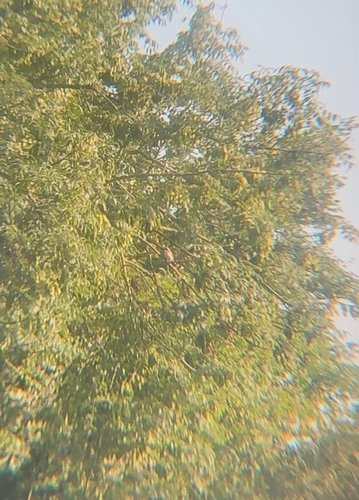 Red-backed Shrike