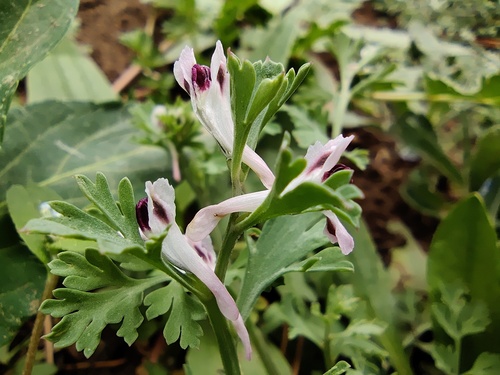 Corydalis bungeana, photograph 5