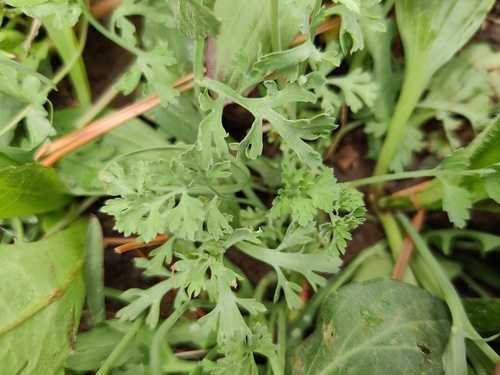 Corydalis bungeana, photograph 6