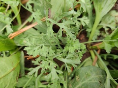 Corydalis bungeana, photograph Jiao Sun (孙娇), CC BY, iNaturalist via GBIF