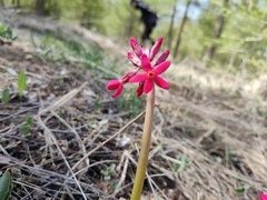 Primula maximowiczii