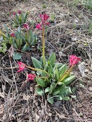 Primula maximowiczii, photograph Jiao Sun (孙娇), CC BY, iNaturalist via GBIF