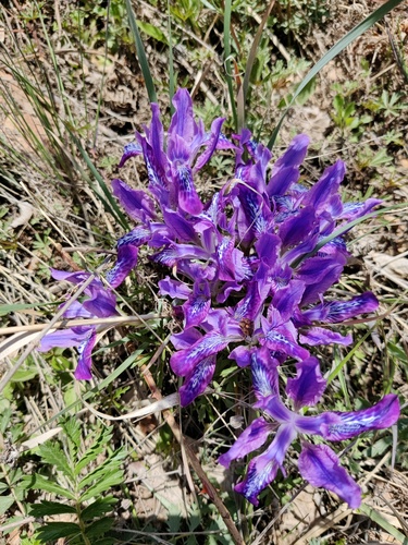 Iris tigridia