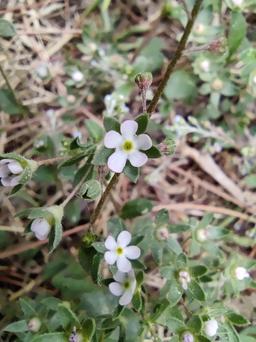 Androsace maxima, photograph 2