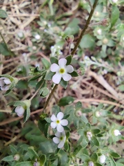 Androsace maxima, photograph (c) Jiao Sun (孙娇), some rights reserved (CC BY)