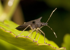 Proxys albopunctulatus