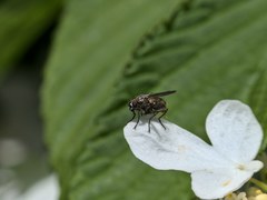 Coenosia