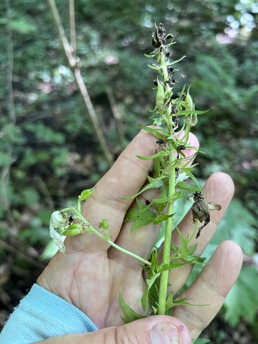 Aconitum orientale, photograph 3