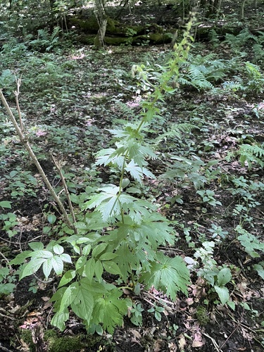 Aconitum orientale, photograph 4