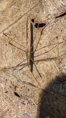 Berytinae
