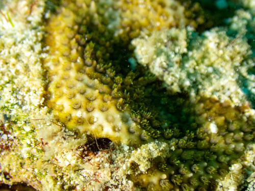 Stylocoeniella armata observed 2026-08-06