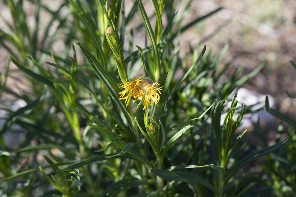 Podolepis rugata; photograph author not stated, no rights reserved