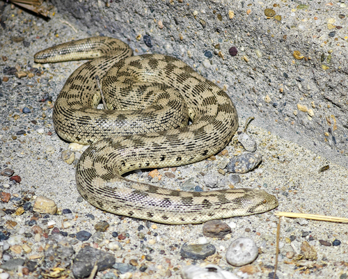 Desert Sand Boa