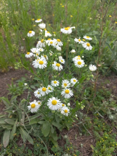 daisy fleabane