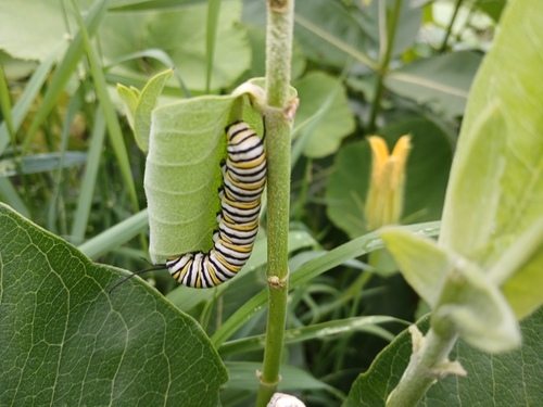 common milkweed