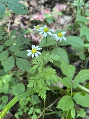 Tanacetum partheniifolium, photograph Наталья Пикалова, CC BY, iNaturalist via GBIF