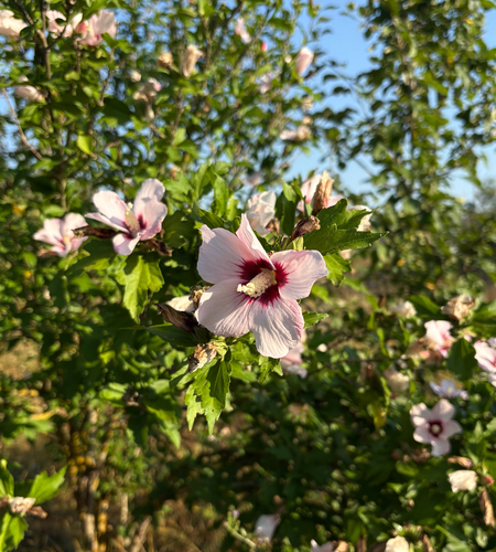 common hibiscus
