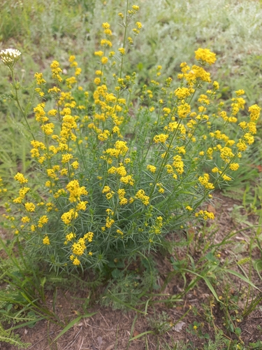 Lady's Bedstraw
