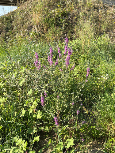 purple loosestrife