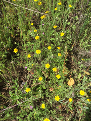 Pseudobahia heermannii