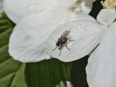 Coenosia