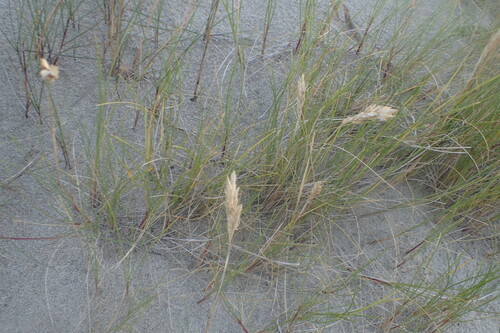 Poa macrantha observed 2026-08-02