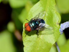 Chrysomya megacephala