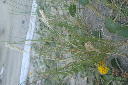 Poa macrantha observed 2026-08-02