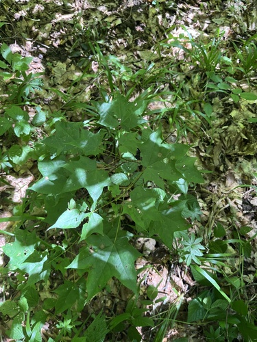 Acer cappadocicum, photograph 5