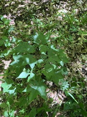 (c) Наталья Пикалова, some rights reserved (CC BY) Acer cappadocicum, photograph (c) Наталья Пикалова, some rights reserved (CC BY)