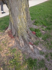 Ganoderma sessile