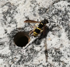Ancistrocerus longispinosus