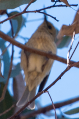 Fuscous Honeyeater