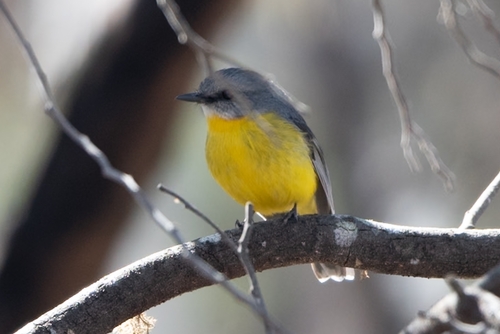 Eastern Yellow Robin