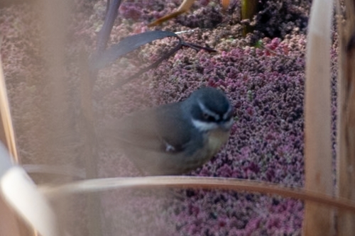 White-browed Scrubwren