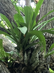 Catasetum integerrimum, photograph author not stated, no rights reserved