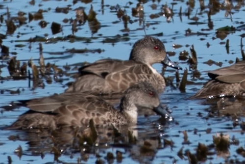 Grey Teal