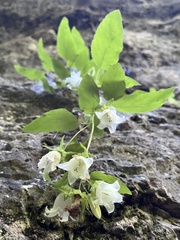 Campanula pendula, photograph (c) Наталья Пикалова, some rights reserved (CC BY)