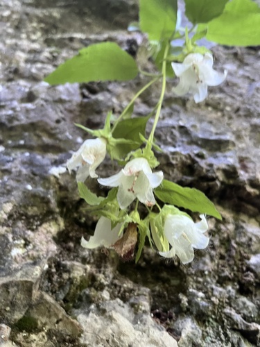 Campanula pendula, photograph 4