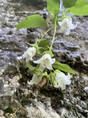 Campanula pendula, photograph (c) Наталья Пикалова, some rights reserved (CC BY)