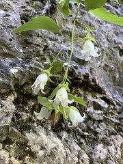 Campanula pendula, photograph (c) Наталья Пикалова, some rights reserved (CC BY)