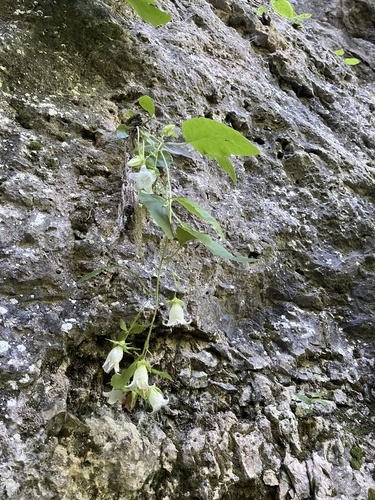 Campanula pendula, photograph 6