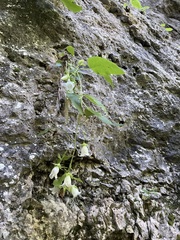 Campanula pendula, photograph (c) Наталья Пикалова, some rights reserved (CC BY)