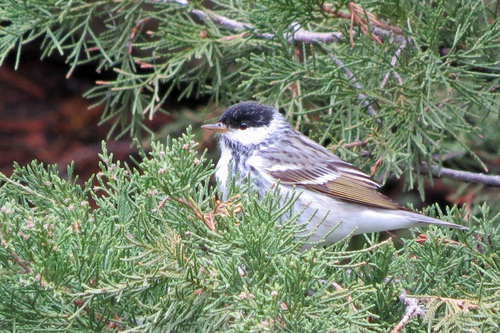 Blackpoll Warbler