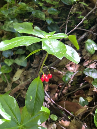 Daphne pontica, photograph 3